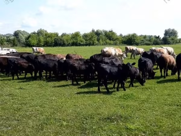 Cow, Aberdeen-Angus — Russia