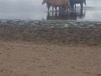 Farasi jike, Kustanai horse — picha 1