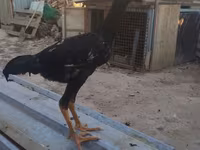 Chickens — foto 2