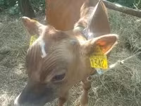 Boğa, Jersey ırkı — foto 1