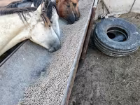 Iapă, Horse breed — foto 2