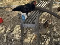Chickens — 3. fotó