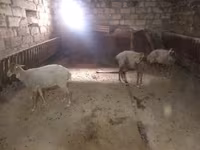 میش, گوسفند — عکس 3