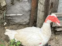 Ducks — عکس 1