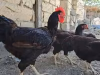 Chickens — عکس 2
