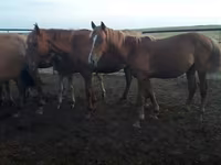 ม้าตัวเมีย, Horse breed — รูปภาพ 3