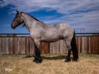 Kůň, Percheron — foto 1