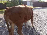 பசு, Swiss cattle — புகைப்படம் 5