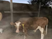 Krava, Latvian Blue cattle — fotografija 3