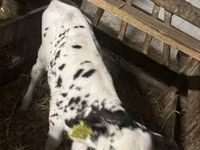 گاو نر, Russian Black pied cattle — عکس 6