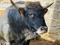 گاو ماده, Aubrac cattle — عکس 2