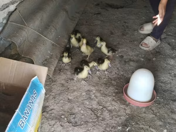 Ducks