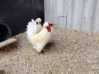 Chickens — รูปภาพ 1