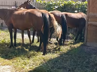 Kuda betina, Horses — foto 1