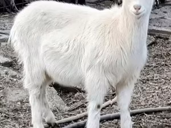 Goat, Goats — Hungary