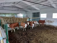 황소, Simmental cattle — 사진 5