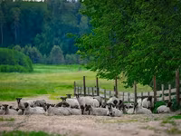 Κριός, Romanov sheep — φωτογραφία 4