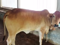 Cow, Buffalo — photo 1