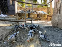 Pekinška bantam — fotografija 5