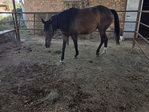 母马, Thoroughbred horse