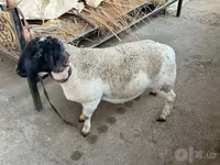 قوچ, Dorper sheep — عکس 5