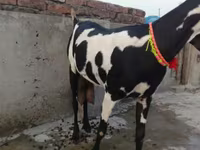 بز ماده, Beetal goats — عکس 2