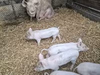 Locha, Świnie — zdjęcie 2