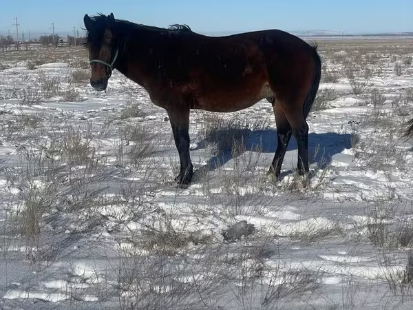 घोड़ा, Kazakh horse