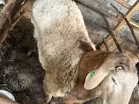 Beran, Arashan sheep — foto 3