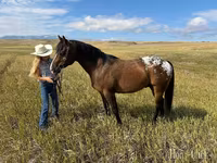 ม้าตัวผู้, Horses of Sable Island — รูปภาพ 5