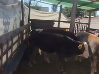 Bò đực, Gia súc — ảnh 2