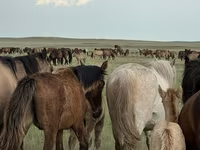 Kobila, Kazakh horse — fotografija 4