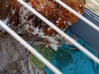 Pekin-Zwerg — Foto 2