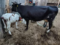Krava, Simmental cattle — fotografija 2