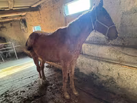 Ձի, Horse breed — լուսանկար 2