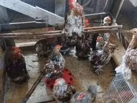 Chickens — عکس 2