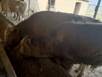 گاو نر, Simmental cattle — عکس 6
