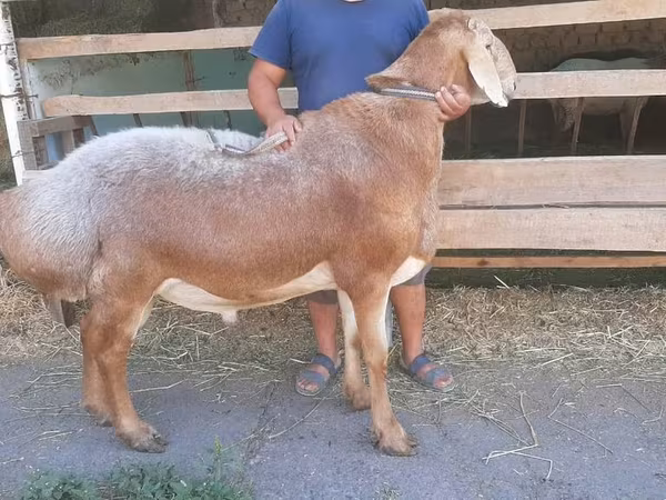 مینڈھا, Arashan sheep