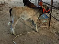 Lembu jantan, Cattle — foto 3