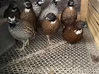 Guinea fowl — ፎቶ 2