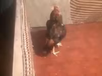 Chickens — عکس 2