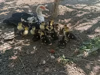 Ducks — 写真 6