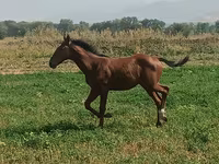 公马, Horses — 照片 2