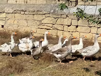 Geese — photo 1