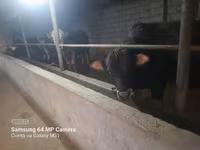 Toro, Simmental cattle — foto 4