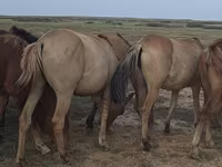 ม้าตัวเมีย, Mugalzhar horse — รูปภาพ 4