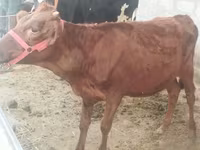 Koe, Red Estonian cattle — foto 3
