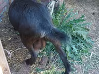 Mbuzi jike, Mbuzi — picha 1