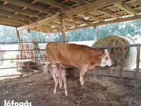 گاو ماده, Simmental cattle — عکس 2