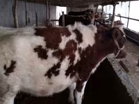 วัวตัวเมีย, Simmental cattle — รูปภาพ 2